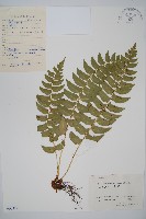 鐮羽貫眾藏品圖，第1張