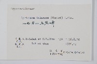 鐮羽貫眾藏品圖，第2張