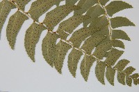 鐮羽貫眾藏品圖，第3張