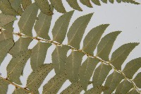 鐮羽貫眾藏品圖，第4張