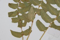 鐮羽貫眾藏品圖，第5張