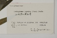 日本鳳丫蕨藏品圖，第2張