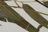 日本鳳丫蕨藏品圖，第3張