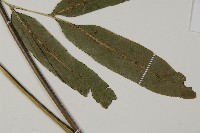 日本鳳丫蕨藏品圖，第4張