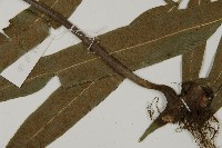 日本鳳丫蕨藏品圖，第5張