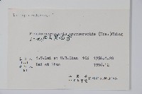 紫柄蕨藏品圖，第2張