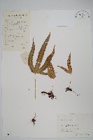 金雞腳藏品圖，第1張