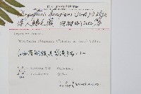 迷人鱗毛蕨、異蓋鱗毛蕨藏品圖，第2張