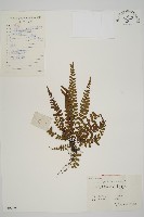 魚麟蕨藏品圖，第1張