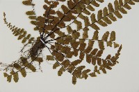 魚麟蕨藏品圖，第2張