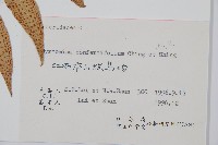 密羽貫眾蕨藏品圖，第2張