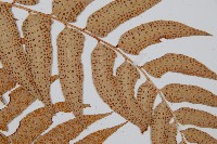 密羽貫眾蕨藏品圖，第3張