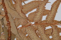 密羽貫眾蕨藏品圖，第4張