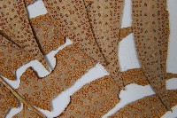 密羽貫眾蕨藏品圖，第5張