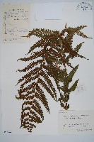 華中峨眉蕨藏品圖，第1張