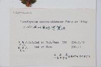 華中峨眉蕨藏品圖，第5張