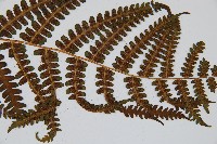 華中峨眉蕨藏品圖，第6張