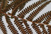 華中峨眉蕨藏品圖，第7張