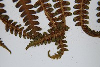 華中峨眉蕨藏品圖，第8張