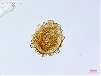 華中峨眉蕨藏品圖，第2張