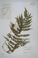 景烈假毛蕨藏品圖，第1張