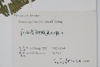 景烈假毛蕨藏品圖，第2張