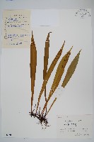 褐柄劍蕨藏品圖，第1張