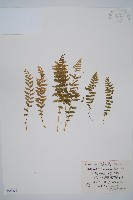 登錄號:P006331藏品圖，第1張