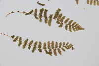 登錄號:P006331藏品圖，第3張