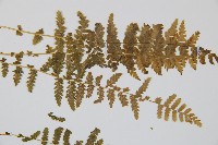 登錄號:P006331藏品圖，第4張