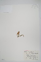 小五台瓦葦藏品圖，第1張