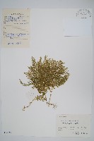 玉山卷柏藏品圖，第1張
