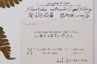 闊葉短腸蕨藏品圖，第6張