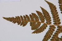 闊葉短腸蕨藏品圖，第7張