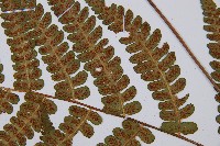 闊葉短腸蕨藏品圖，第8張