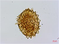 闊葉短腸蕨藏品圖，第2張