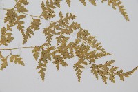 溪洞碗蕨藏品圖，第3張