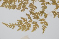 溪洞碗蕨藏品圖，第4張