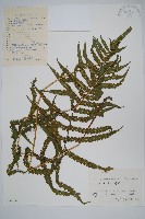 普通假毛蕨藏品圖，第1張