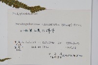 普通假毛蕨藏品圖，第2張