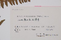 日本蹄蓋蕨藏品圖，第3張