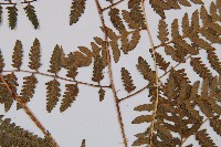 日本蹄蓋蕨藏品圖，第4張