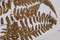 日本蹄蓋蕨藏品圖，第5張