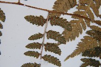 日本蹄蓋蕨藏品圖，第6張