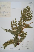 紅蓋鱗毛蕨藏品圖，第1張