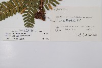 紅蓋鱗毛蕨藏品圖，第2張