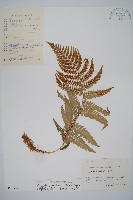 同形鱗毛蕨藏品圖，第1張