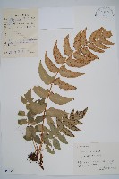 貫眾蕨藏品圖，第1張