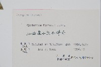 貫眾蕨藏品圖，第2張