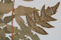 貫眾蕨藏品圖，第3張